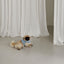 【予約】capeness no.9