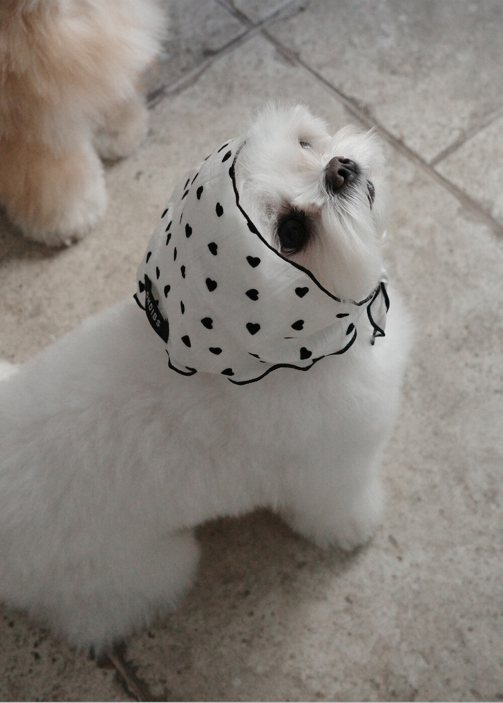 【予約】Tiny Love Scarf