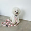 【予約】Basic color collar & handsfree leash