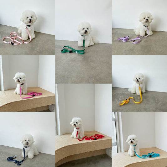 【一部即納】Basic color collar & handsfree leash