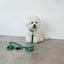 【予約】Basic color collar & handsfree leash