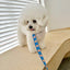 【予約】jelly bear collar