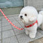 【予約】jelly bear harness