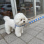 【予約】jelly bear harness