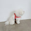 【予約】jelly bear harness