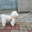 【予約】jelly bear leash