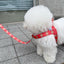 【予約】jelly bear leash