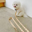 【予約】jelly bear collar