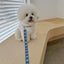 【予約】jelly bear collar