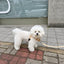 【予約】jelly bear leash