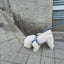【予約】jelly bear leash