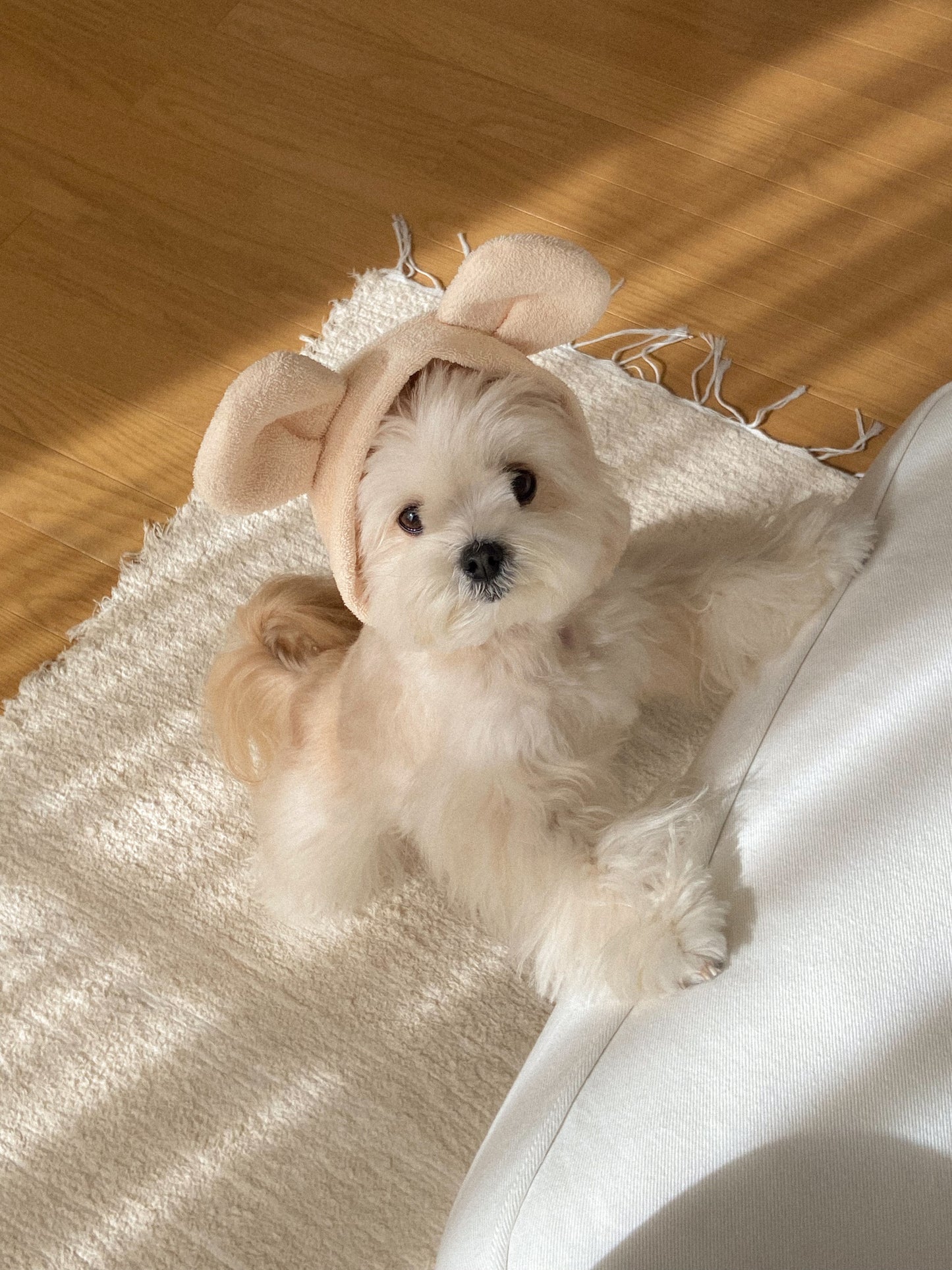 【20日予約〆切】Terry bear vest & hat