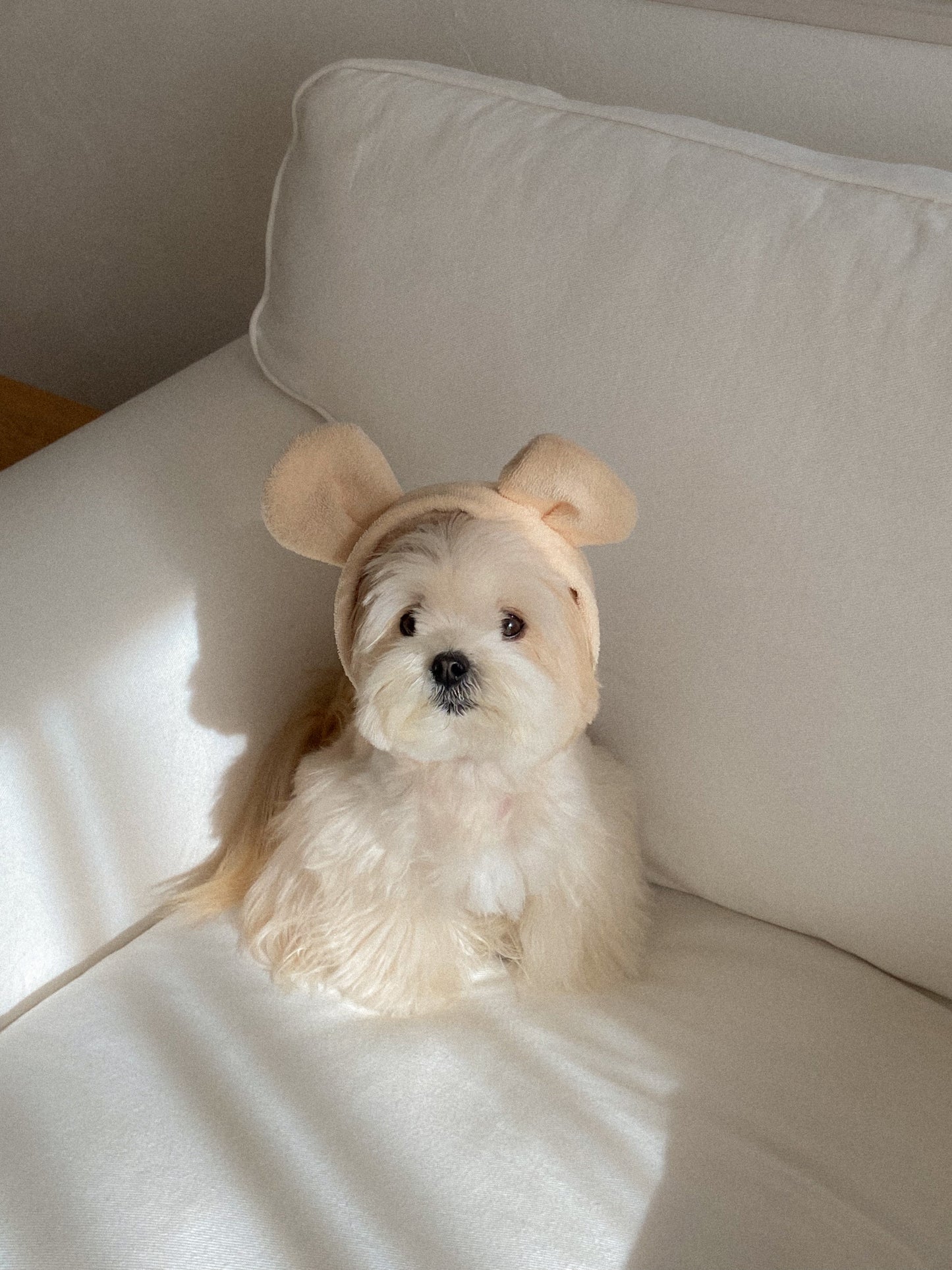 【20日予約〆切】Terry bear vest & hat