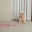 【予約】heart bongbong leash