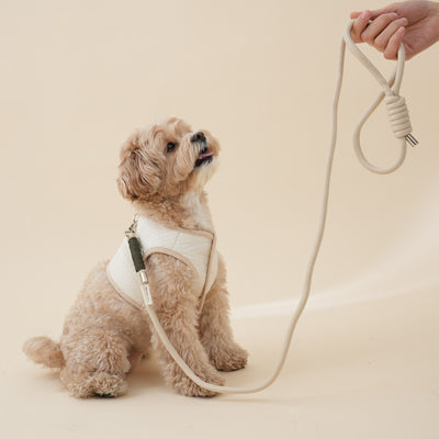 【予約】Leash