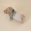 【予約】Packable Anorak