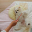 【予約】mini pillow