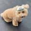 【予約】humanwalker ballcap  (DOG)