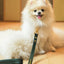 【予約】DOG LEASH