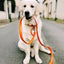 【予約】DOG LEASH