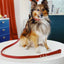 【予約】DOG LEASH