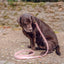 【予約】DOG LEASH