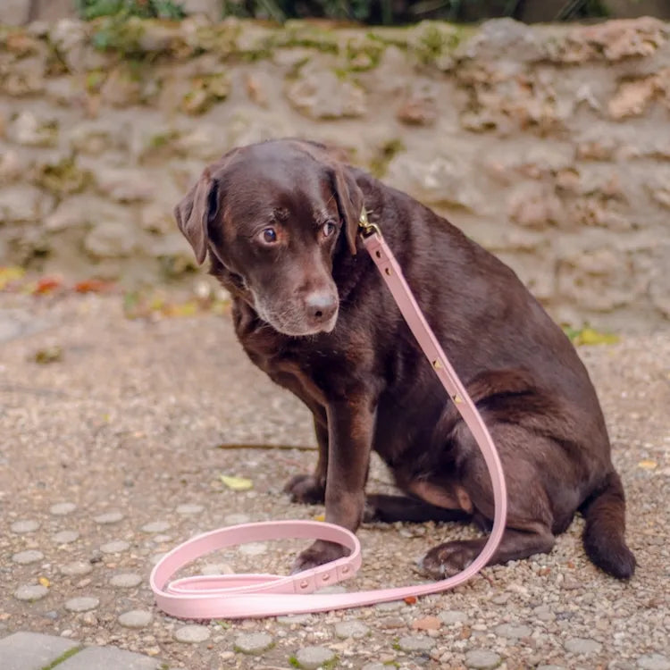 【予約】DOG LEASH