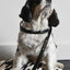 【予約】DOG LEASH