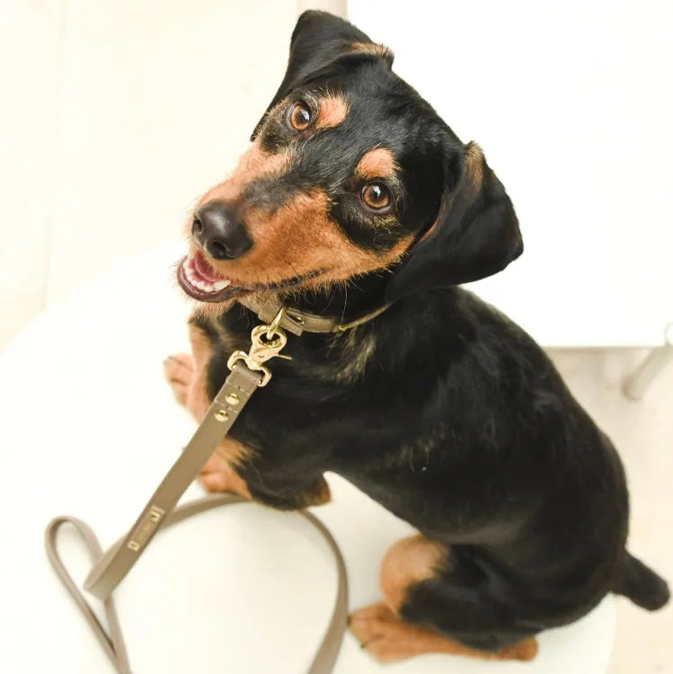 【予約】DOG LEASH