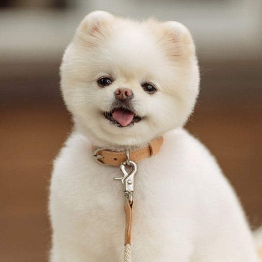 【予約】Leather collar（全5色）