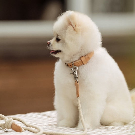 【予約】Leather collar（全5色）