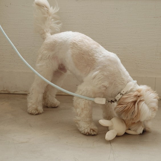 【予約】Multi leash - Main（※単品利用不可）
