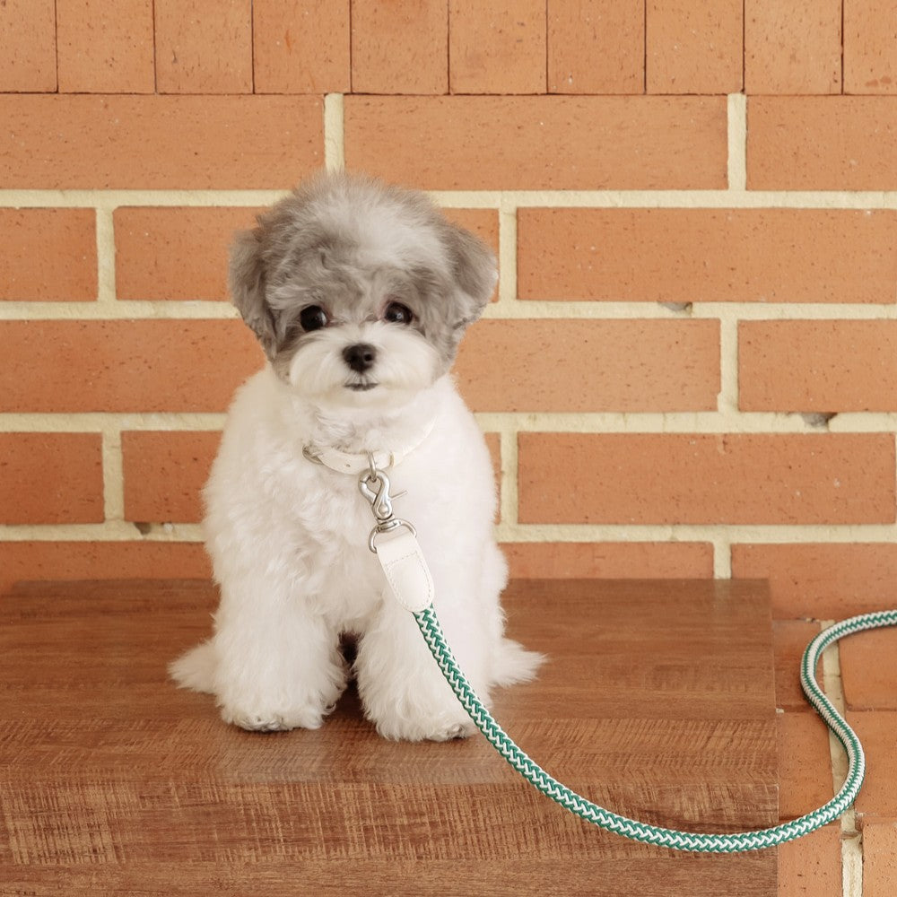 【予約】Rope leash classic - 1.8m（フォレストグリーン）
