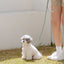 【予約】Rope leash classic - 1.8m（フォレストグリーン）