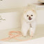 【予約】Rope leash classic - 1.8m（コーラル）