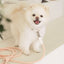 【予約】Rope leash classic - 1.8m（コーラル）