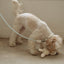 【予約】Rope leash classic - 1.8m（ソーダ）