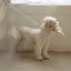 【予約】Rope leash classic - 1.8m（ソーダ）