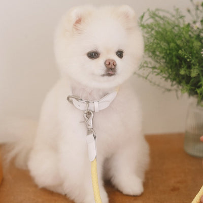【予約】Rope collar（レモン）