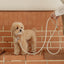 【予約】Rope leash classic - 1.8m（オートミール）