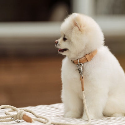 【予約】Slim leash（ベージュ） - 1.8m