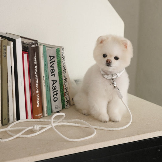 【予約】Slim leash（ホワイト） - 1.8m