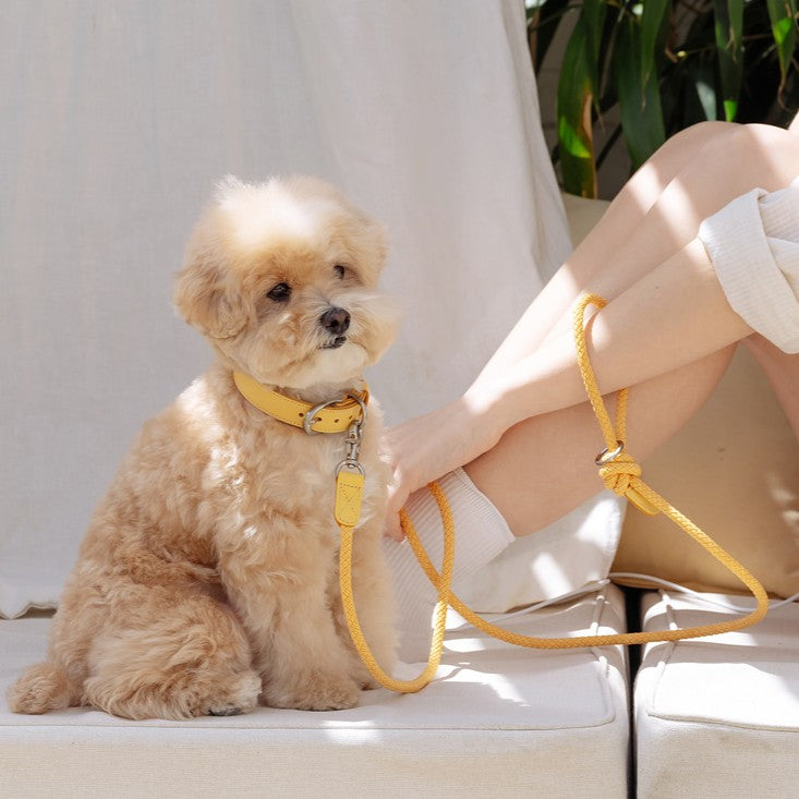 STROLL Slim leash スリムリード（バナナ）｜犬用リード｜パウセレクト