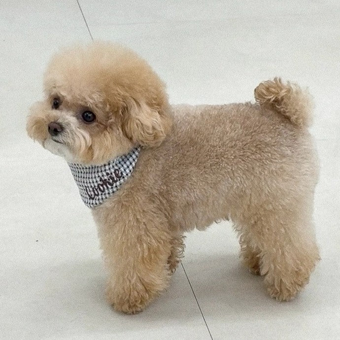 【予約】Checkpop Naming Scarf（ネーム刺繍可）