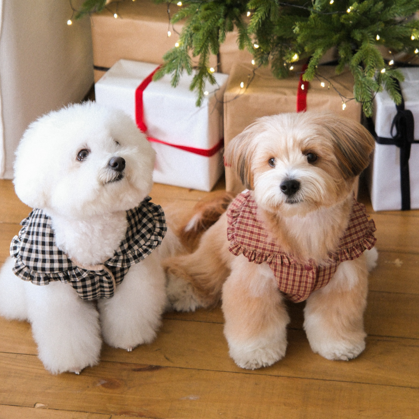 【予約】Check Frill Padding