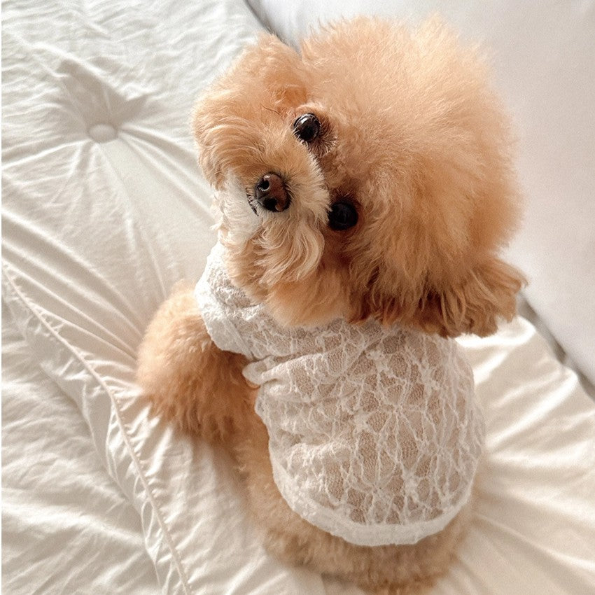 【予約】Lace Hooded Top