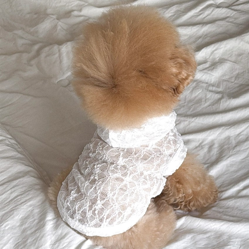 【予約】Lace Hooded Top