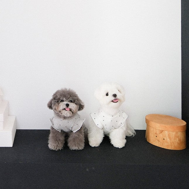 【予約】ステラTシャツ